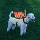 Illustration for article titled Turn Your Dog Into a Punk Porcupine Weapon With This Anti-Coyote Kevlar Vest